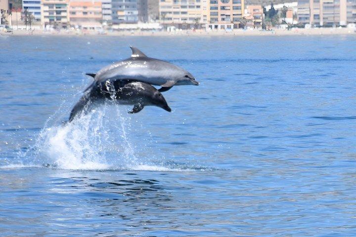 Noleggio di una barca privata senza licenza per l'osservazione dei delfini