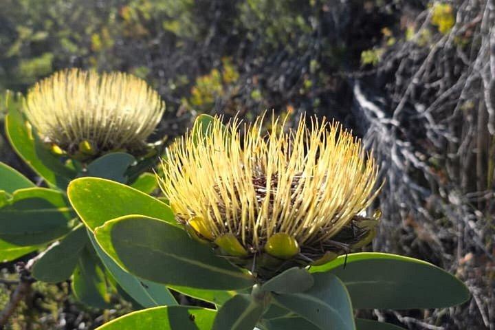 Table Mountain Private Hike with Cape Malay Lunch