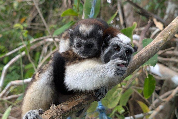 Bådtur gennem Panamakanalen til Monkey Islands