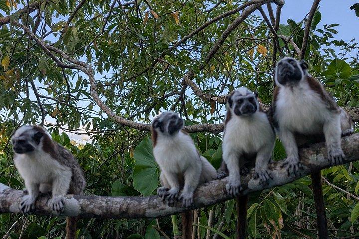 パナマ運河を通ってモンキー諸島への船旅