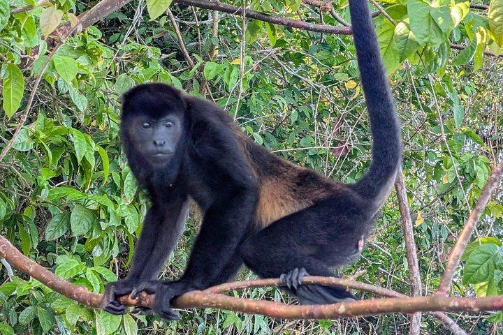 パナマ運河を通ってモンキー諸島への船旅