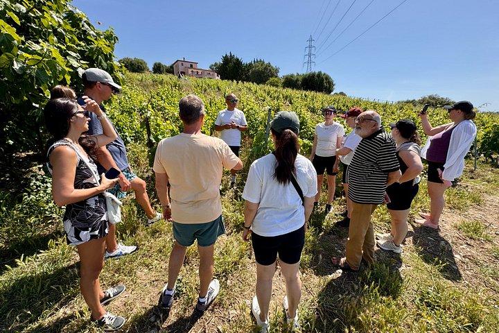 Small Group Guided E-bike Tour in Nice's Organic Vineyard