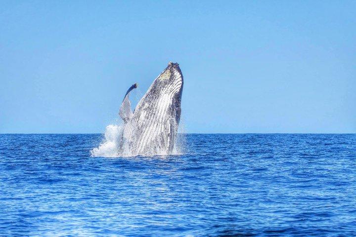 Swim With Wild Dolphins & Whale Watching With Hotel Pickup & Dropoff