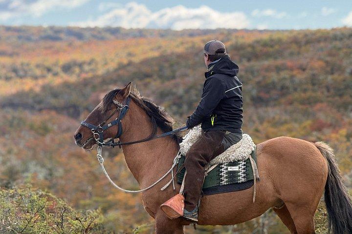 プエルト・ナタレス近郊半日ホースコネクション体験