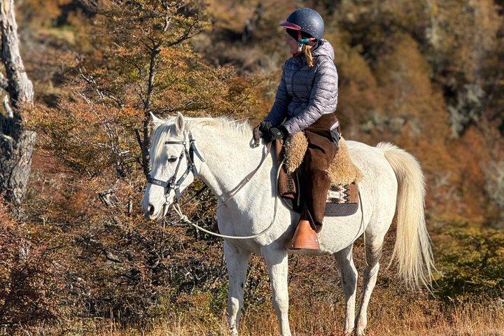 プエルト・ナタレス近郊半日ホースコネクション体験
