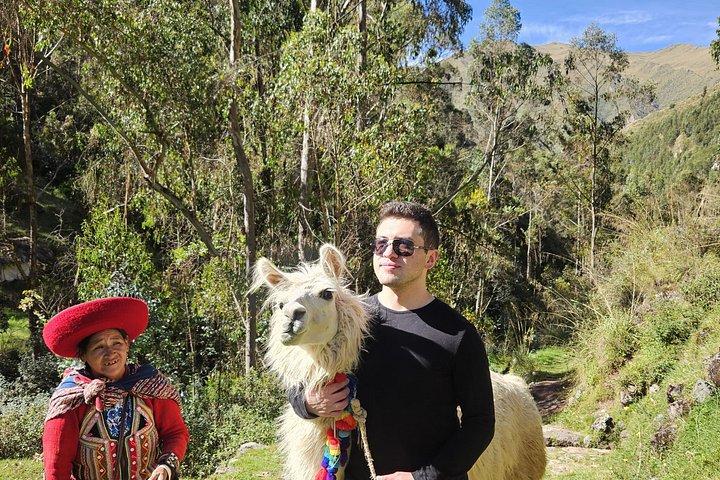 Unvergesslicher Alpaka- und Lama-Ausflug ab Cusco