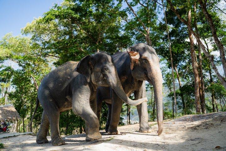 Privata Phuket höjdpunkter med etiska elefant besök