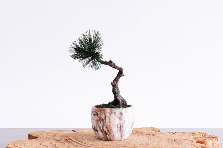Asakusa Art of Zero Care Bonsai Authentic Crafting
