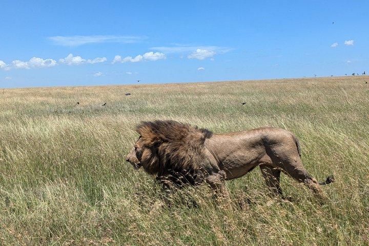 4 dage Tanzania Camping i Tarangire Serengeti og Ngorongoro