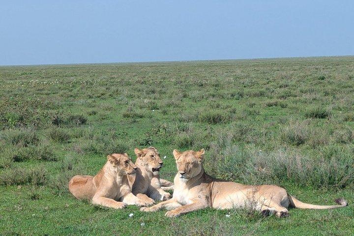 4 dage Tanzania Camping i Tarangire Serengeti og Ngorongoro