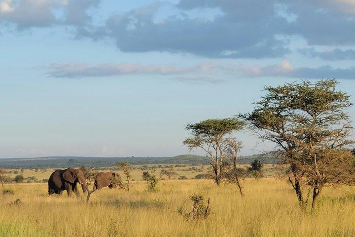 4 dage Tanzania Camping i Tarangire Serengeti og Ngorongoro