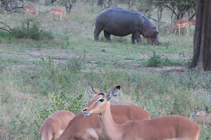 Kruger National Park - Sunset Safari trip.