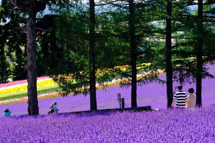 Hokkaido Asahiyama Zoo, Furano und Biei Bustour