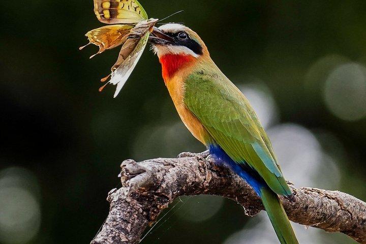 Full Day Kruger Safari including Entrance Fees