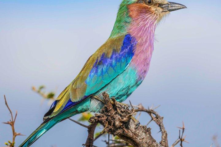 Full Day Kruger Safari including Entrance Fees