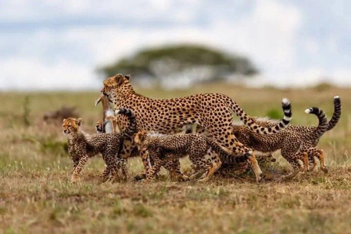 Ngorongoro Crater Följ med på gruppdagsutflykt Safari
