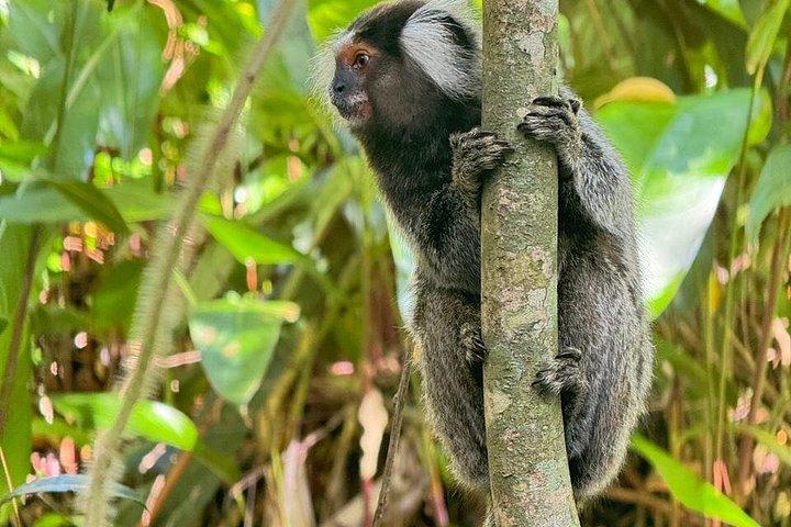 ペドラ・ボニタ：リオの最高の景色、自然とアドベンチャー