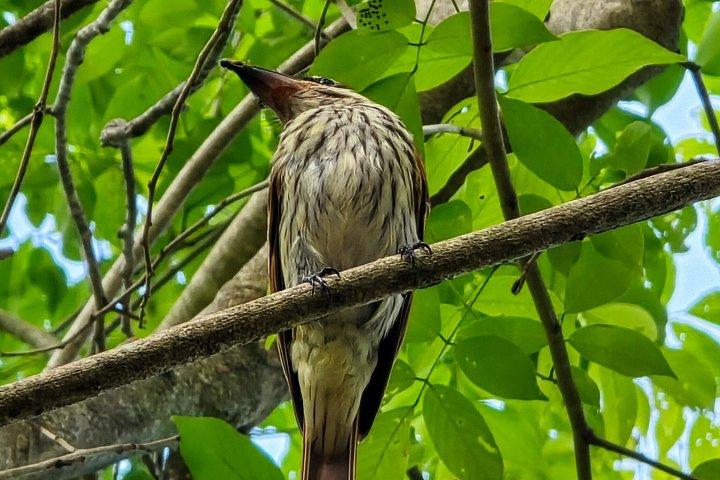 Samara Sloth Hiking & Butterfly Garden
