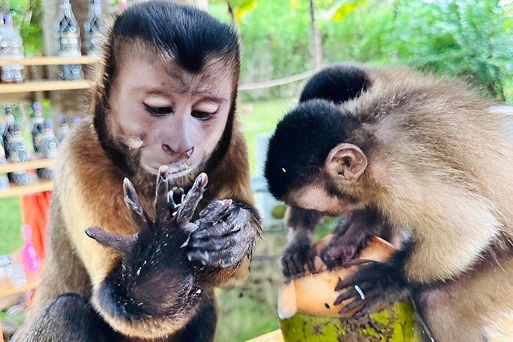 Punta cana : monkey sanctuary, lunch, Macau beach