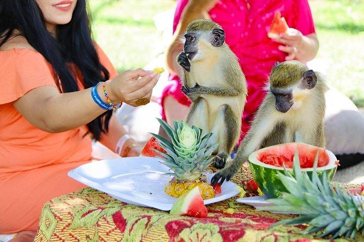 Punta cana : monkey sanctuary, lunch, Macau beach