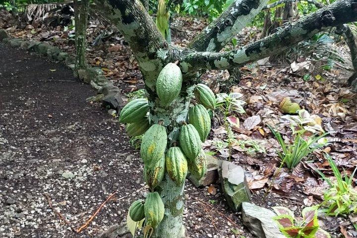 Punta cana : monkey sanctuary, lunch, Macau beach