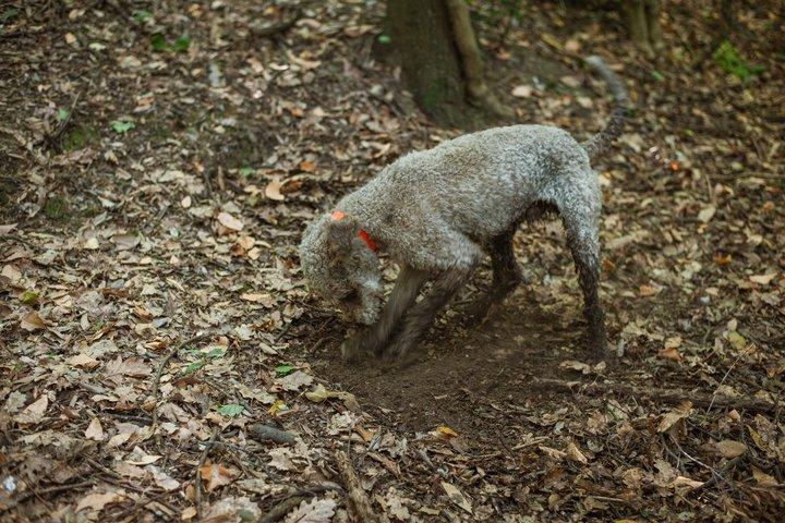 Truffle Hunt & Tasting – Tuscany's Truffle Capital