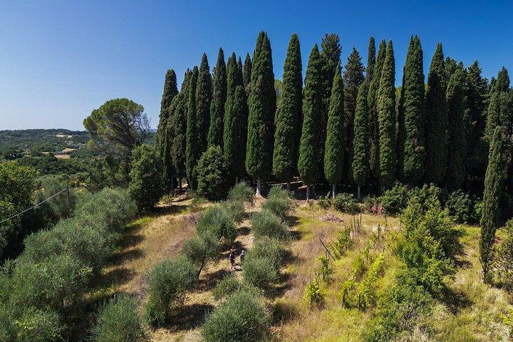 Truffle Hunt & Tasting – Tuscany's Truffle Capital