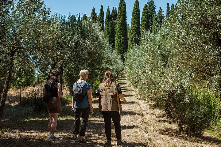 Truffle Hunt & Tasting – Tuscany's Truffle Capital