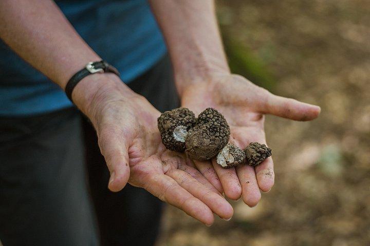 Truffle Hunt & Tasting – Tuscany's Truffle Capital
