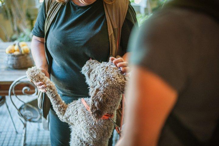 Truffle Hunt & Tasting – Tuscany's Truffle Capital