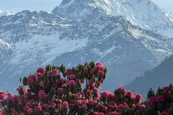 Ghorepani Poonhill Trek from Pokhara