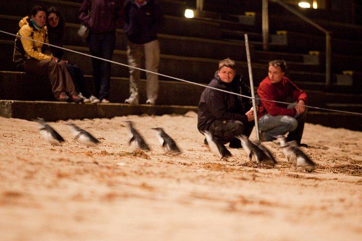 メルボルンコンボ：メルボルンからのグレートオーシャンロード日帰り旅行とフィリップ島の日帰り旅行