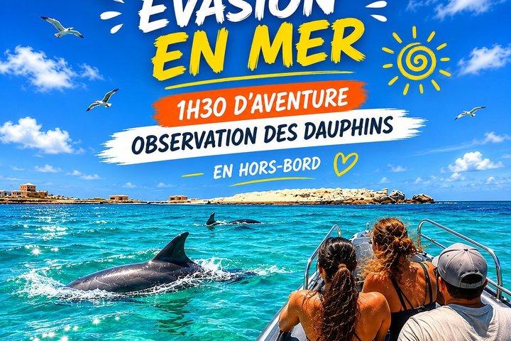 水泳とイルカウォッチング付きの1.5時間の海上旅行
