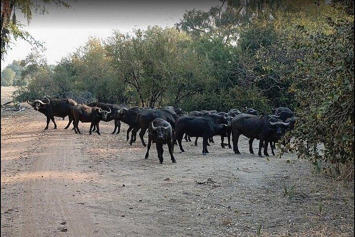 Rhino Game Drive