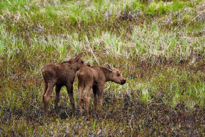 Tour di trasferimento in crociera da Anchorage a Whittier con porto drop-off