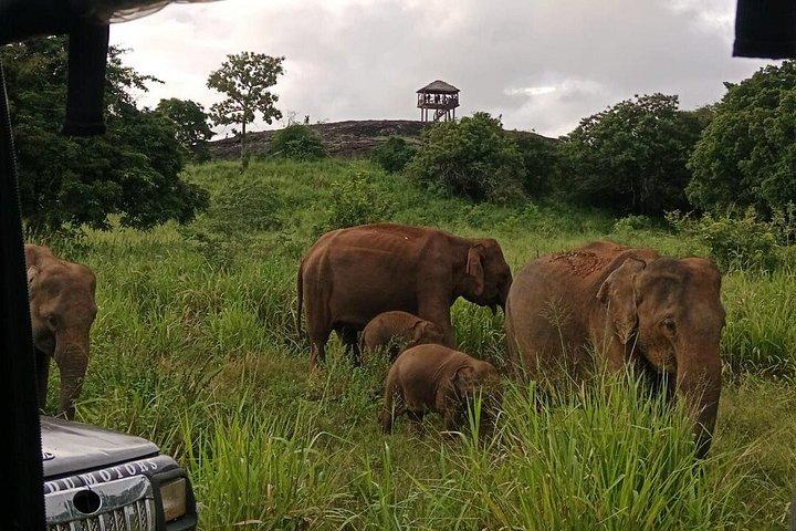 パシクーダ発ポロンナルワ遺跡とフルルエコパークサファリ