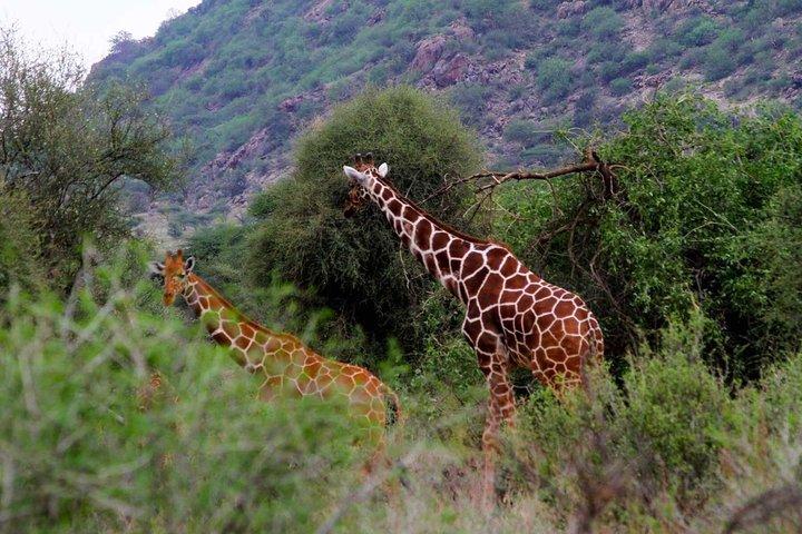 5 dias Meru National Park Samburu Game Reserve e Ol Pejeta