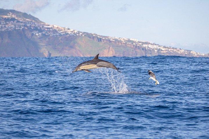 Funchal 4x4 og Whale Watching Combo-eventyr