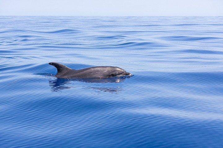 Funchal 4x4 og Whale Watching Combo-eventyr