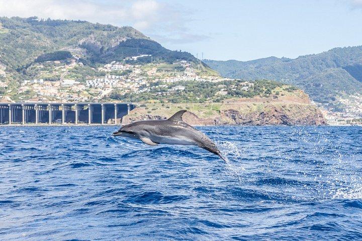 Funchal 4x4 og Whale Watching Combo-eventyr