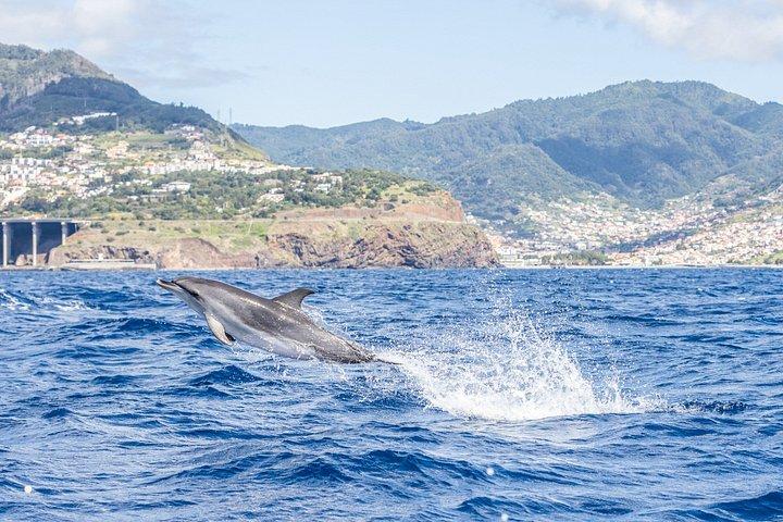 Funchal 4x4 og Whale Watching Combo-eventyr