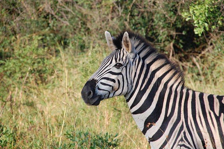 5 Days Tanzania Safari Adventure