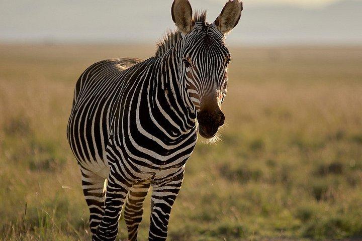 5 Days Tanzania Safari Adventure