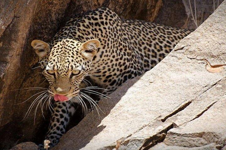 モンバサ発ツァボ東国立公園1日サファリアドベンチャー