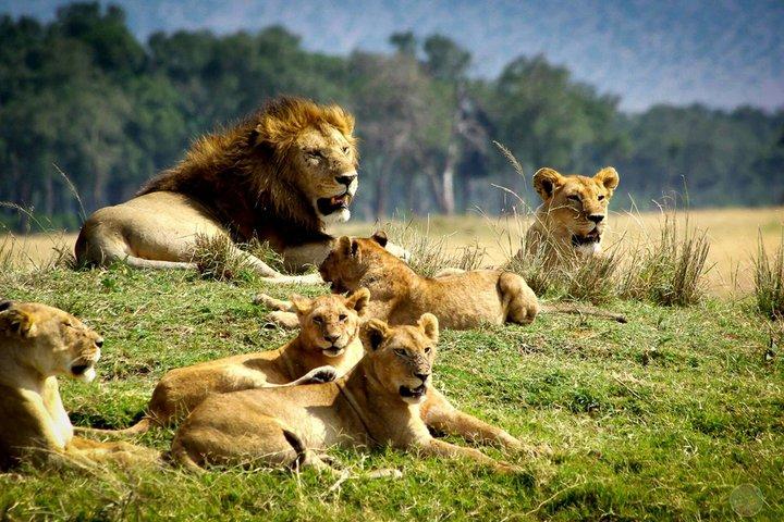 1 dag Safari avontuur naar Tsavo East National Park vanuit Mombasa