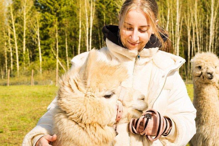 Private Alpaca Forest Walk Helsinki : Utfodring, foton, Hotell Pickup