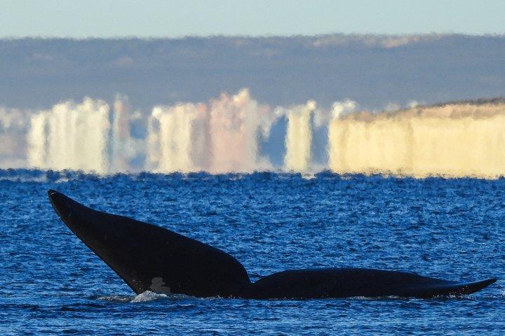 Walbeobachtung am Strand El Doradillo von Puerto Madryn aus