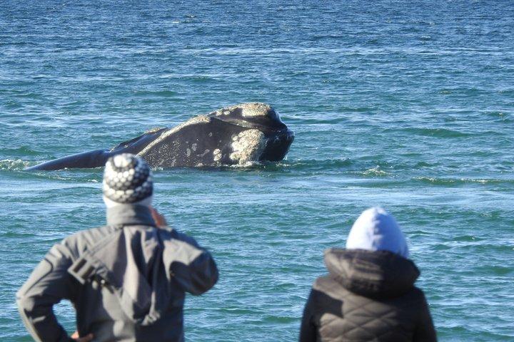 Walbeobachtung am Strand El Doradillo von Puerto Madryn aus