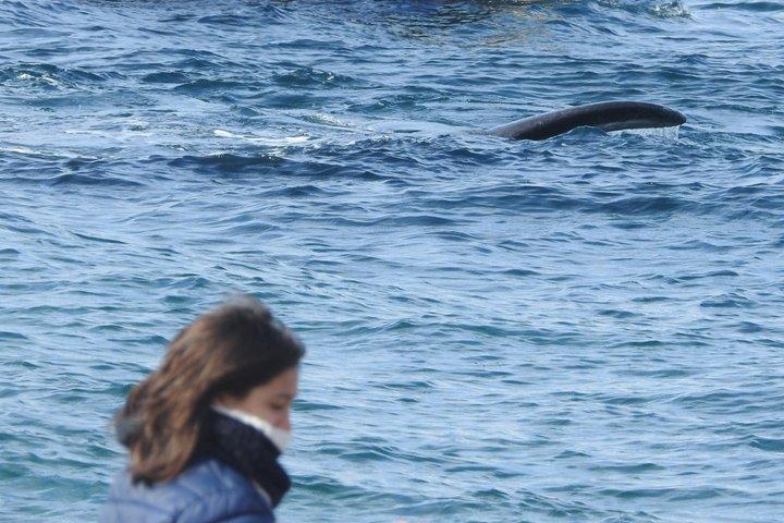 Walbeobachtung am Strand El Doradillo von Puerto Madryn aus