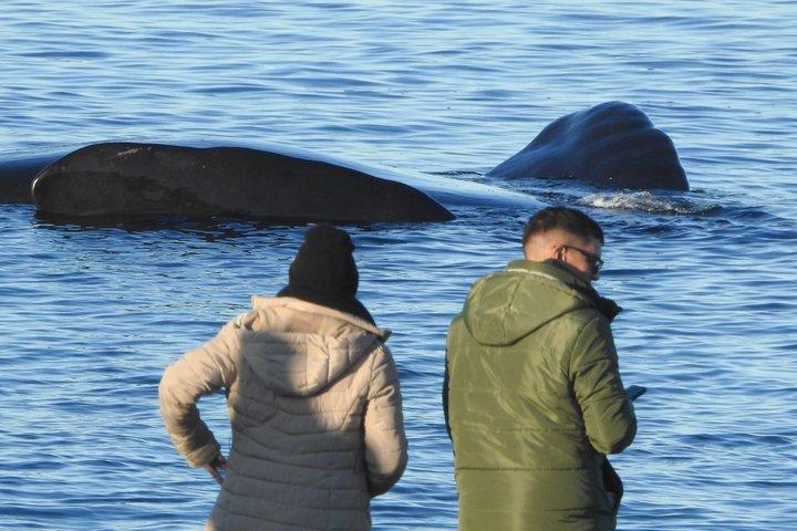 Walbeobachtung am Strand El Doradillo von Puerto Madryn aus